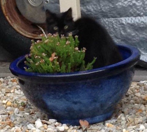 How Your Pets And Plants Can Co-exist